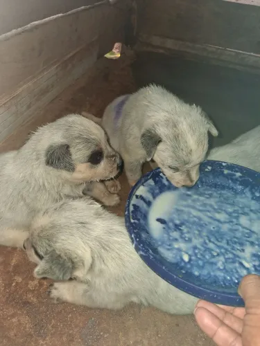 Filhote de blue heeler