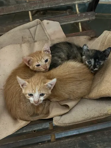 Doações filhotes de gatos