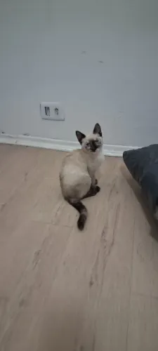 Filhote de gata fêmea brincalhona