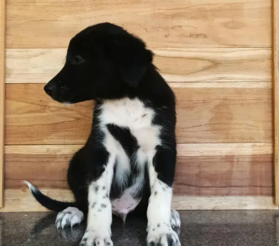Vendo filhote Macho Border collie
