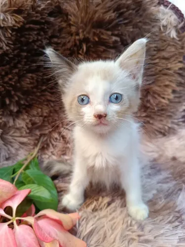 Adoção de Gatinha Siamês 