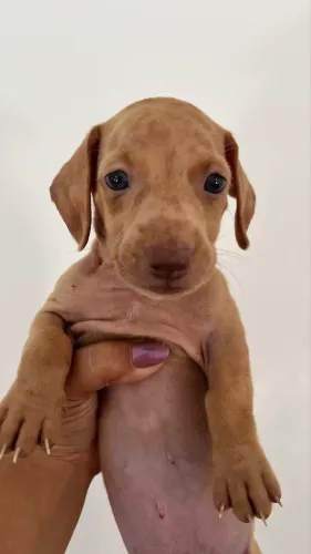 Machos Daschund disponível 