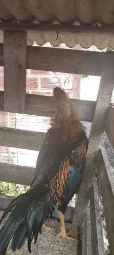 Frango Preto