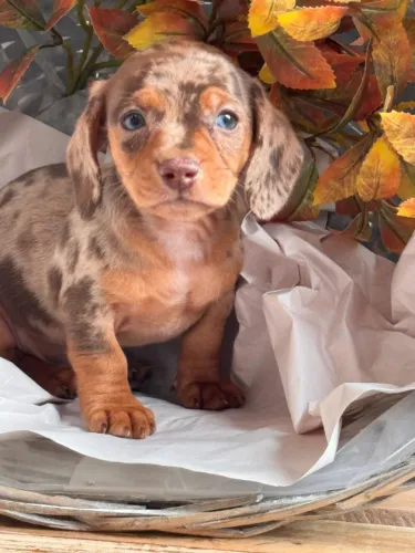 DACHSHUND ARLEQUIM