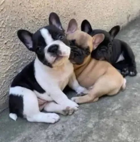 Bulldog Francês : Filhotes Vacinados Disponíveis