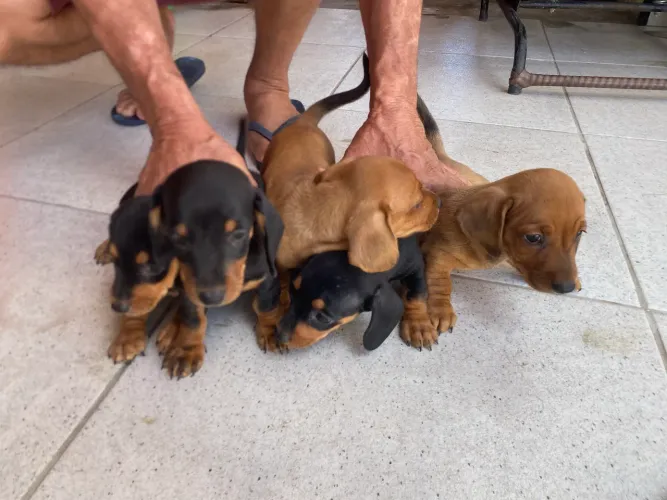 Filhotes de salsicha raça Dachshund