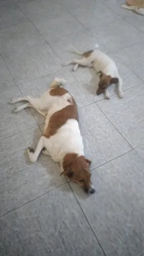 Cachorros