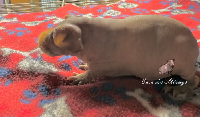 Porquinho da índia skinny macho