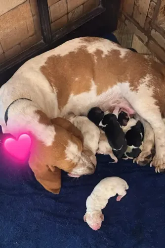 Basset Hound filhotes