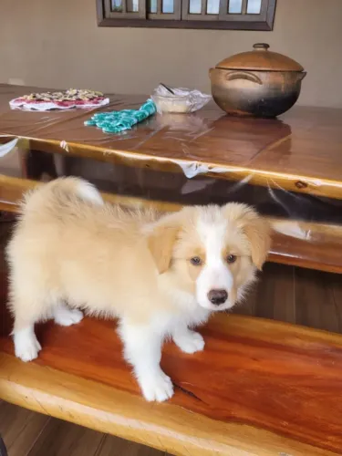 BORDER COLLIE