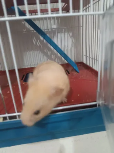 Doou hamster árabe 