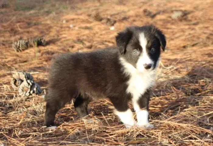 Filhotes de Border Collie | Felicidade garantida!