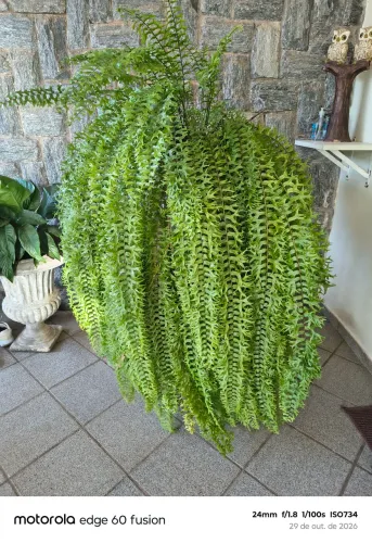 Planta ornamentação para jardins