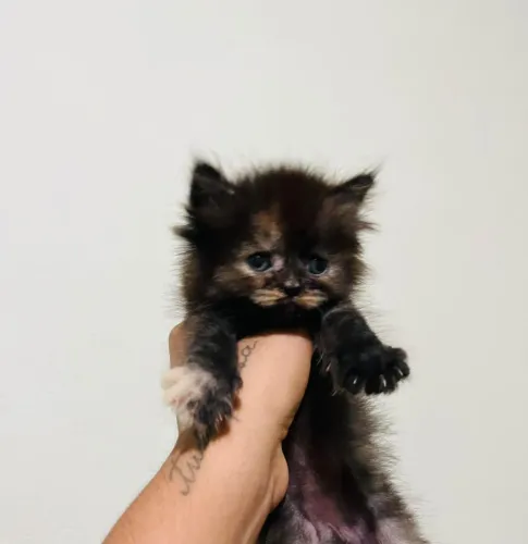 Vende-se gatinha persa com angora