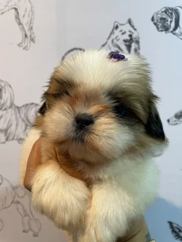 Shih Tzu fêmeas