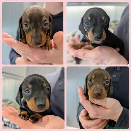 Filhotes Macho e Fêmea com Garantias Teckel/Dachshund/Salsicha/Salsichinha/Basset/Cofap