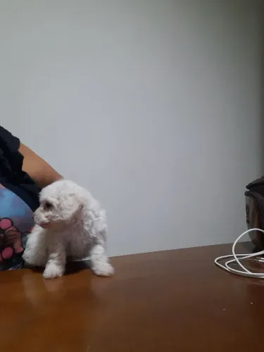 Venda filhote de poodle