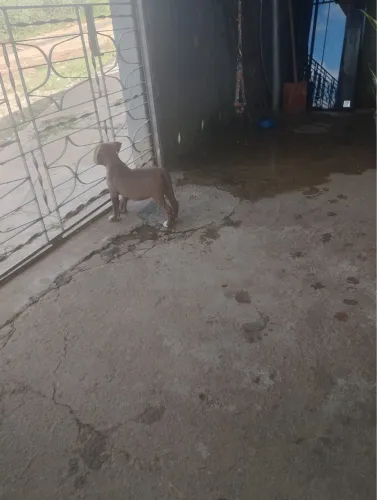 Cachorro fêmea, Pitt moster 1 mês e 25 dias