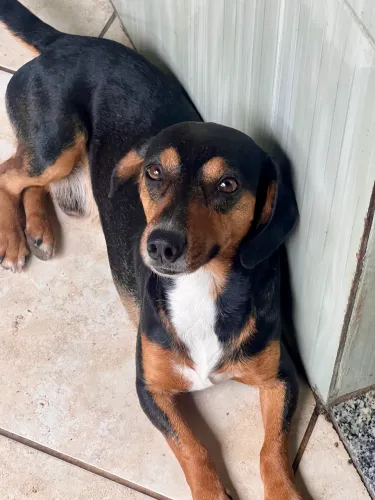 Cachorro para doação 
