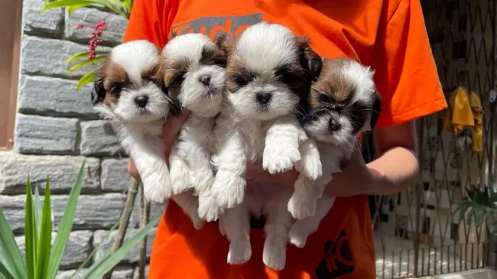 Filhotes de Shih Tzu 