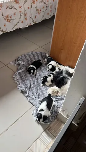 Cachorrinhos Shitzu 