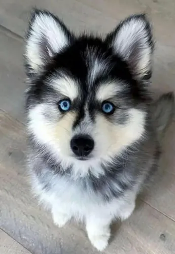 Husky siberiano energia e beleza