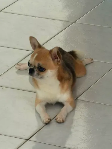 Chihuahua filhote macho