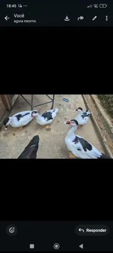 Vendo filhote de patos, fêmeas e machos 