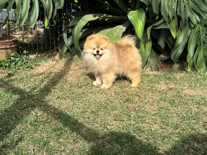 Lulu da Pomerania Anão 