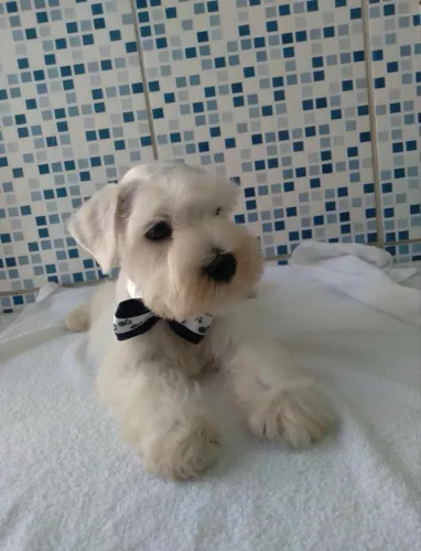 Schnauzer miniatura