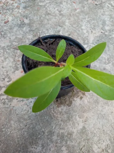 Muda da planta Perpétua.