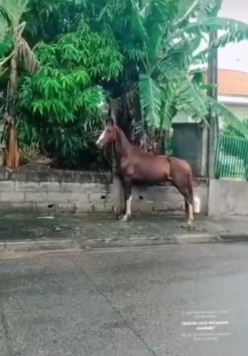 Vende-se cavalo magalarga paulista