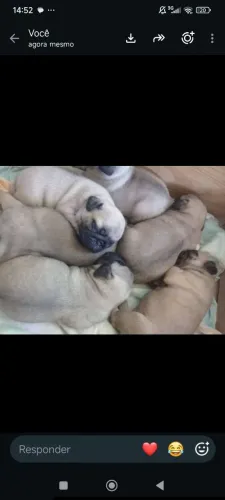 Pug fêmea filhote