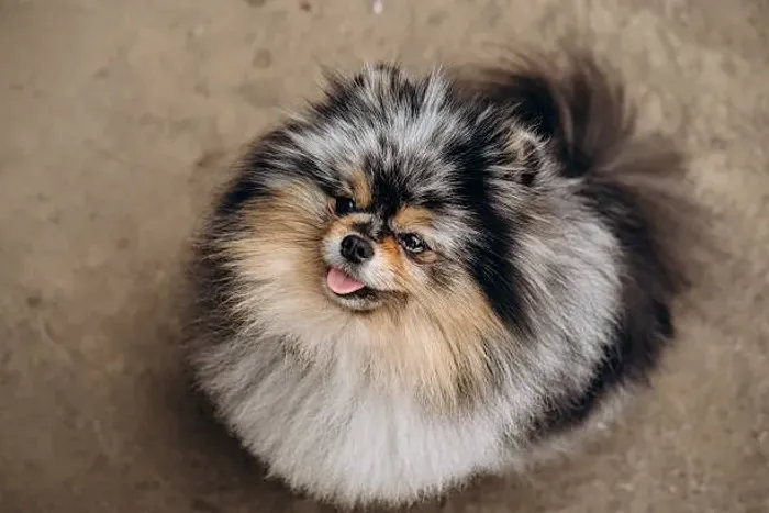 ? Spitz Alemão Disponível | Reserve Seu Novo Melhor Amigo
