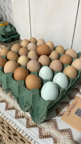 Ovos galados de Galinhas poedeiras caipiras