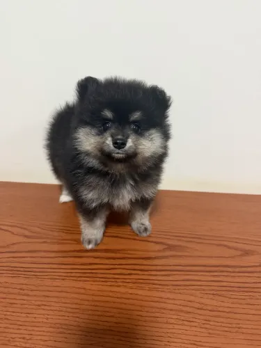 Spitz alemão black and tan 
