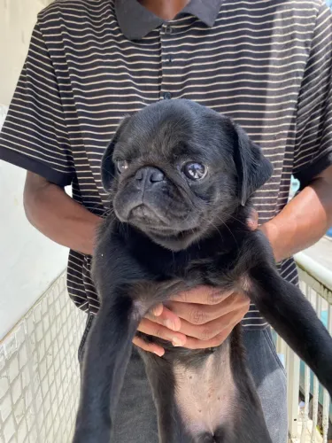 Filhote de pug