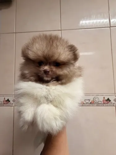 Lulu da pomerania