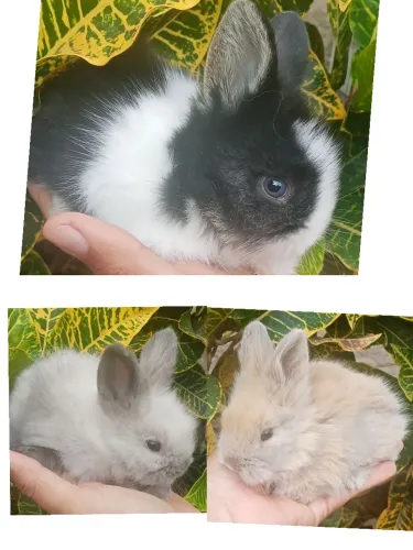 Coelho Mini angora 
