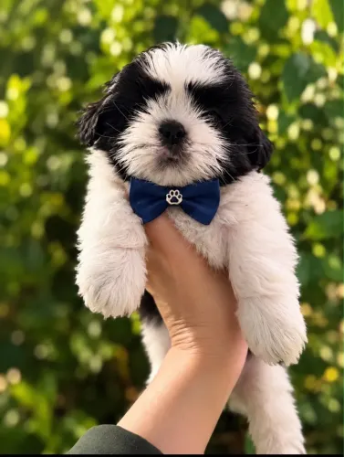 Filhotes de Shihtzu