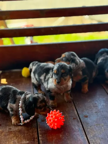 Lindos Daschund Mini Pelo longo.