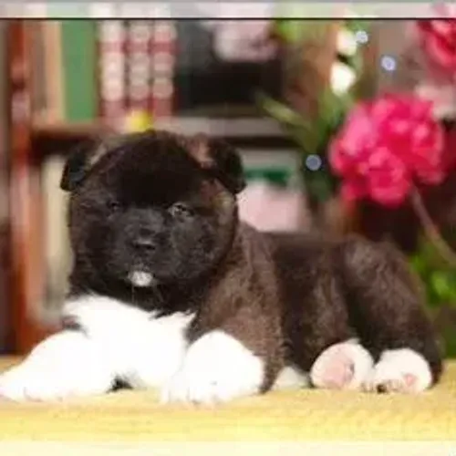 Akita Inu,Akita Inu Filhote Saudável Excelente Companhia