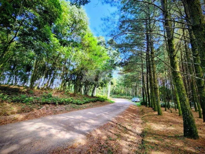 SÍTIO em Nova Petropolis