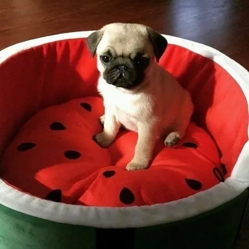 Pug - Uma Fofura Que Merece Destaque