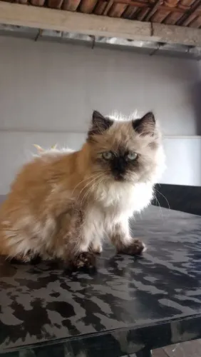 Filhote de gato persa com seanes