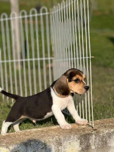BEAGLES LINDOS