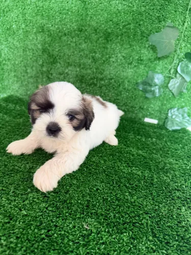Vendo lindas filhotes de shih tzu macho e fêmea