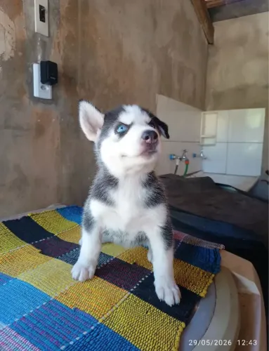 Doo Cachorro Husky Siberiano *