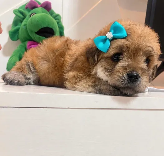 Cachorrinhos poodle toy