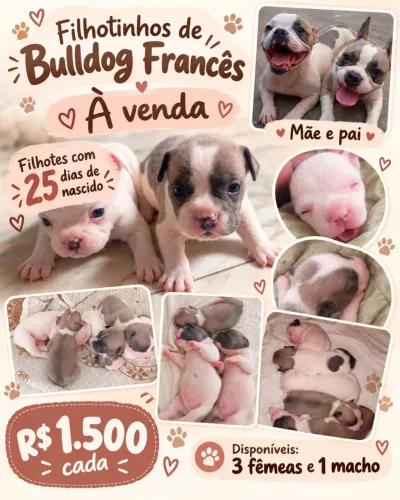 Filhote de Bulldog francês